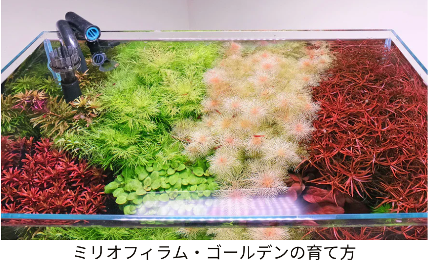 水草の種類別、育て方について - THE 2HR AQUARIST JAPAN