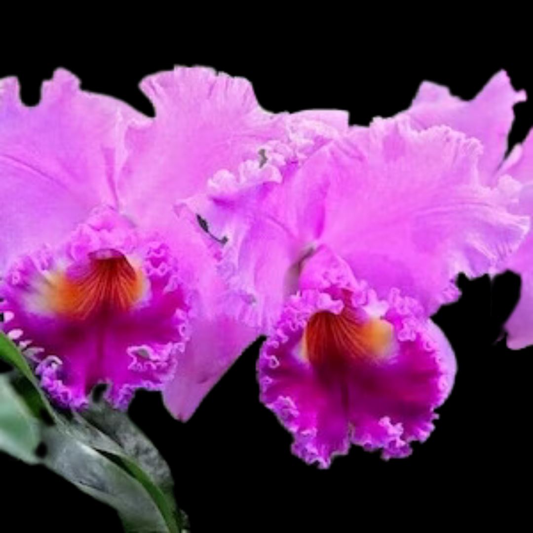 Cattleya Alliance - Rlc. Nana Honda 'Volcano Queen' – La Foresta