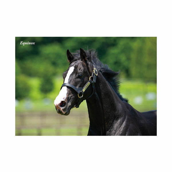 キャンバスボード イクイノックス ジャパンカップ2023 - 競馬グッズの