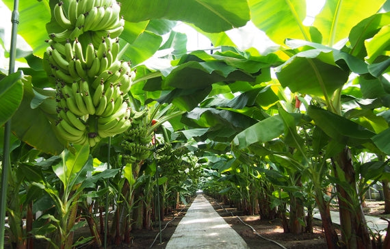 2_10132325.jpg?v=1679916958