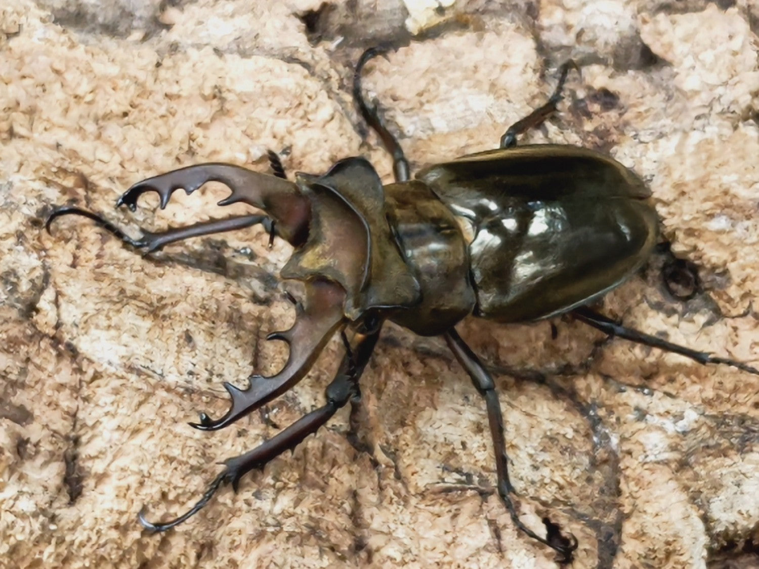 ミヤマクワガタ – クワガタムシ・カブトムシ昆虫専門店COLORS