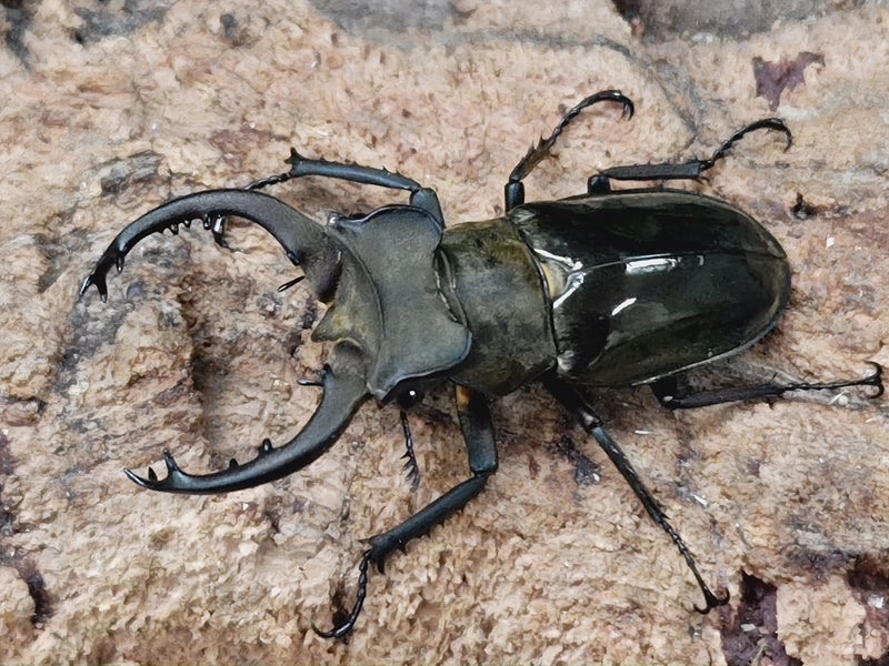 ミヤマクワガタ – クワガタムシ・カブトムシ昆虫専門店COLORS