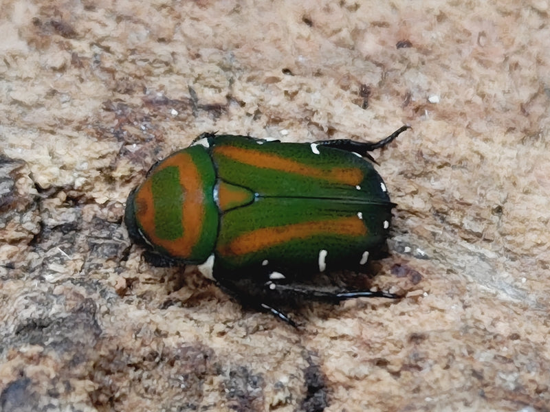 メキシコ産 オオコツノヒシムネハナムグリ 32mm 【公式通販】