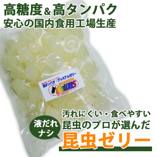 ミカンスオオツノカナブン カメルーン Mboulle産 ペア（累代WD ♂43mm