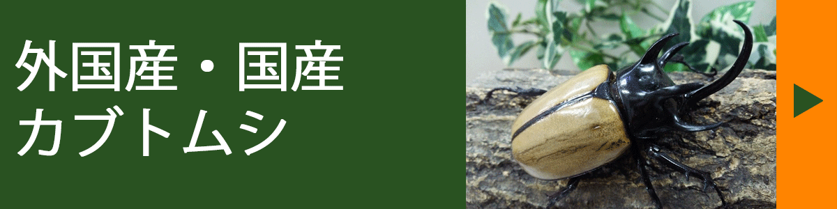 タンザニア産 プレウスオオツノハナムグリ 88mm タンザニア産 プレウス