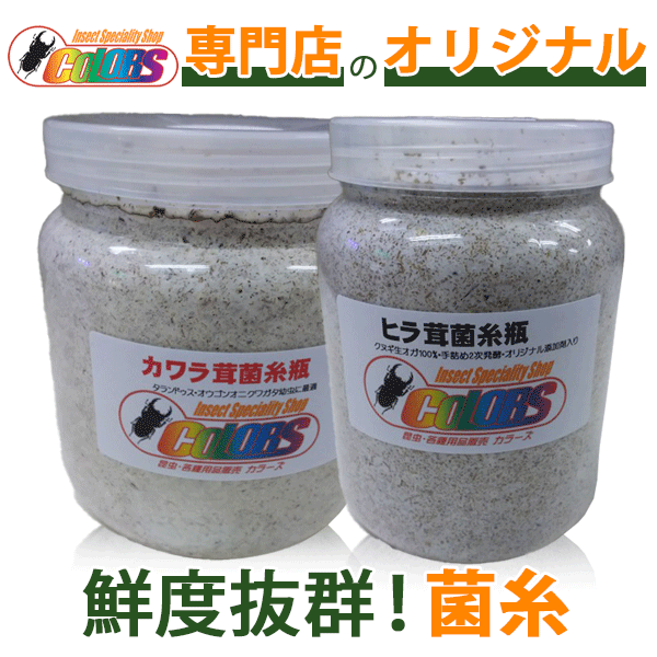 ウガンダ ウガンデンシス トルクアータポギー 全てC品 ウガンダ