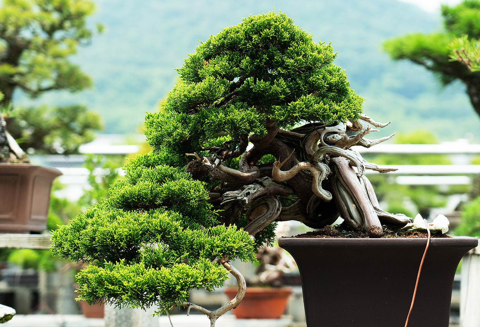 中国 海鼠盆栽鉢 小品盆栽 大品盆栽 中国 海鼠盆栽鉢 小品盆栽 大品