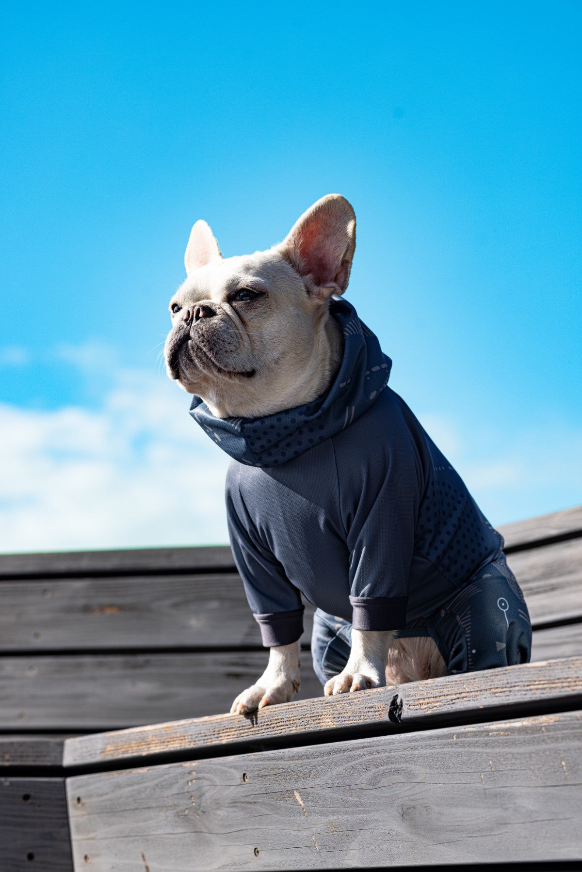 アルファアイコンスノードッグガード1 L 2024年モデル犬服美品