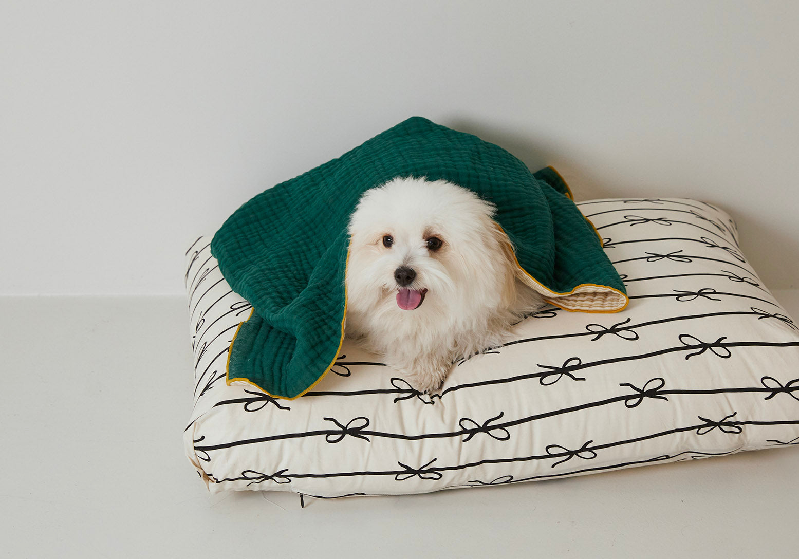 Azallea（アザレア） – URBAN DOG TOKYO