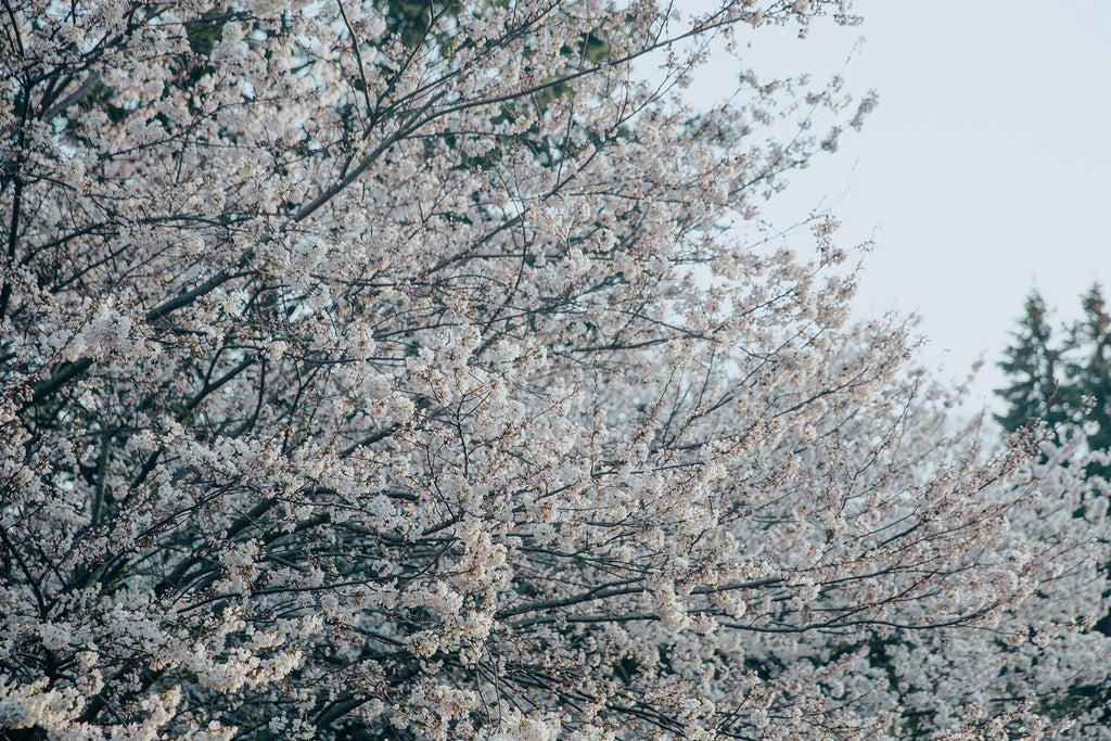 雨の日でも桜を楽しもう！知っておきたい花見の楽しみ方と準備 – 槇田