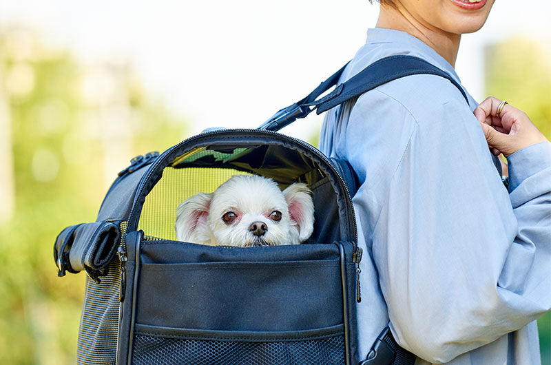 年末年始の移動を快適に！おしゃれで丈夫なブロッサムリュックキャリー