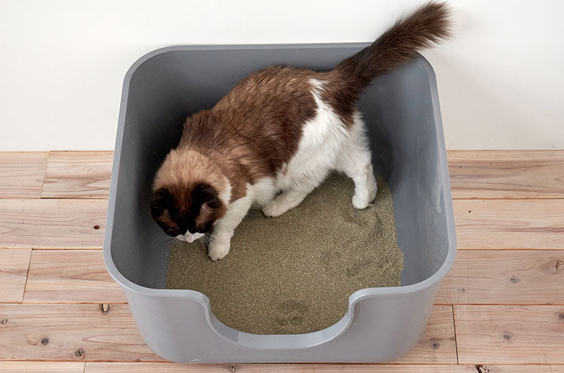 飛び散りを防ぐ超大型トイレTALL WALL BOXに新しいカタチが仲間入り