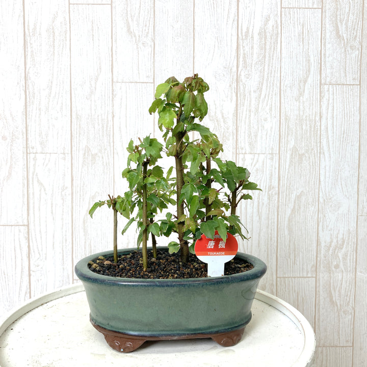 予約商品：7/29発送】ミニ盆栽 5号 1鉢の通販 | GreenSnap STORE