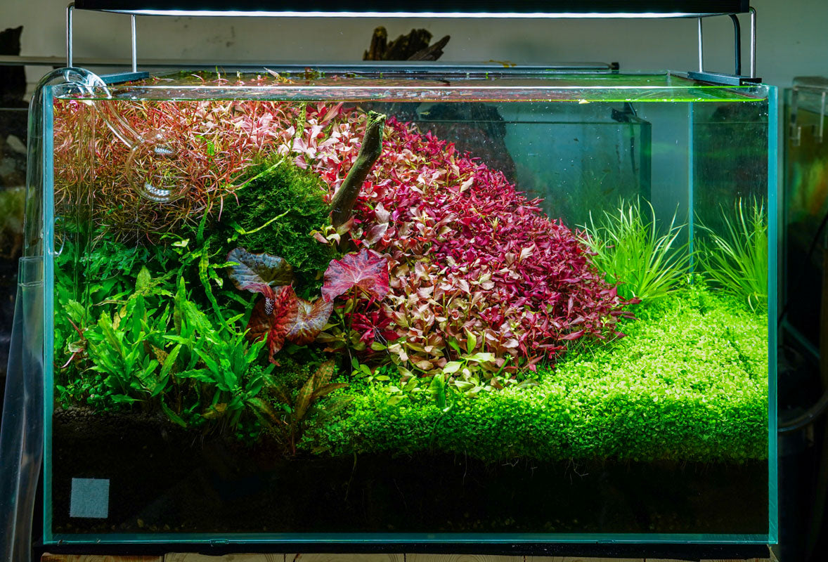 Chihiros WRGB II PRO LED Light — Buce Plant