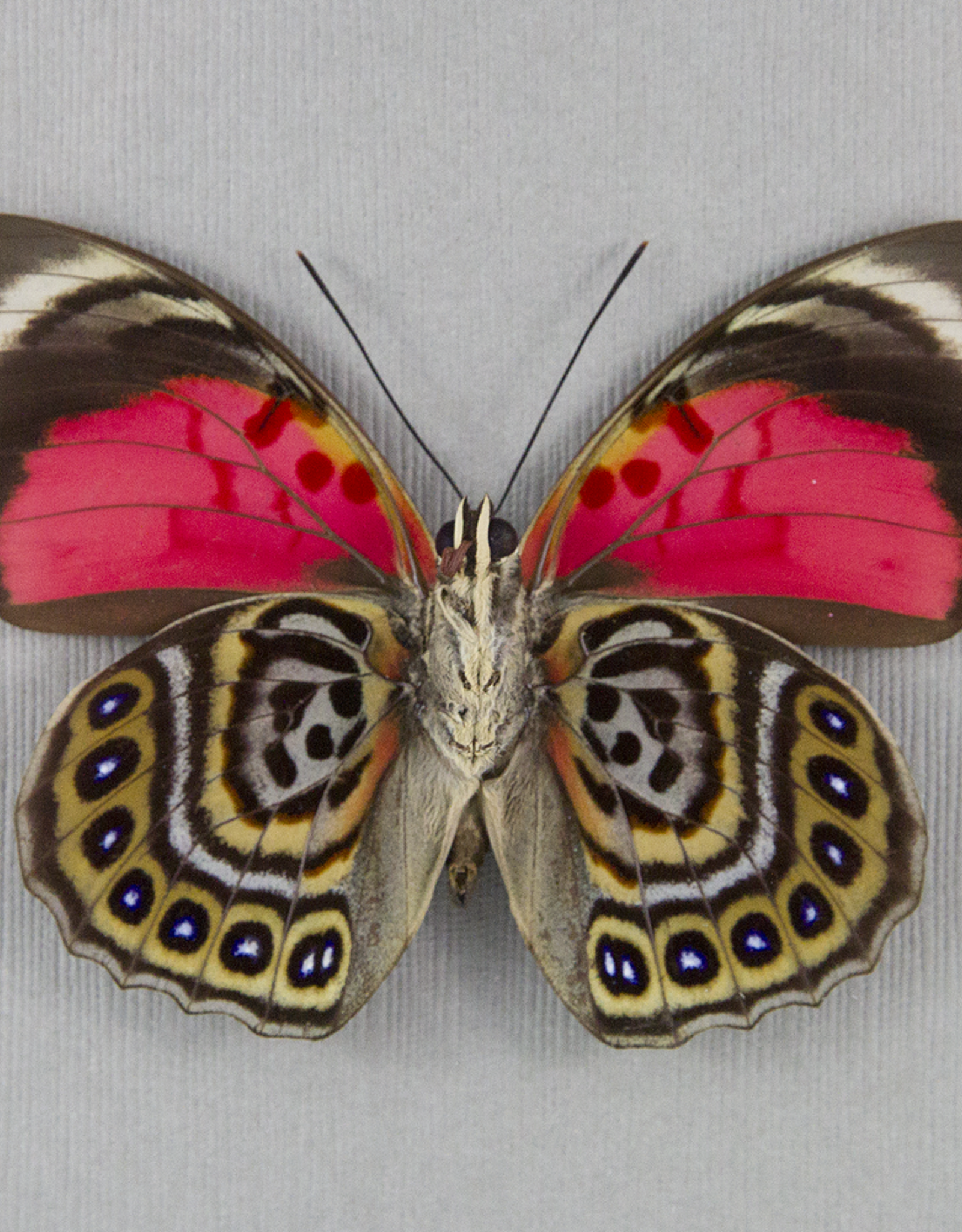Agrias claudina lugens M A1 San Martin, Peru - Butterfly Art Inc.
