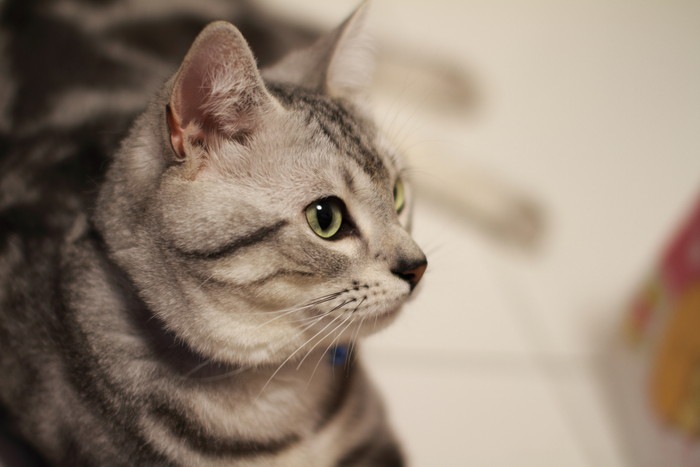 アメリカンショートヘアが鳴き声を上げる原因は？噛み癖と鳴き声の対処