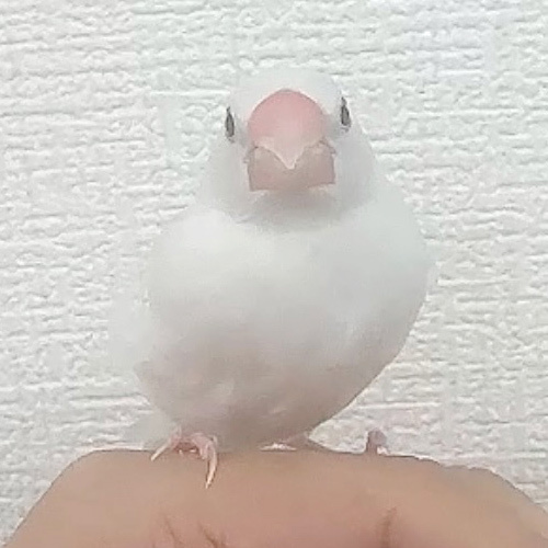 白文鳥の家族