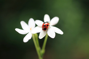 白石 折帖 虫 花など 白石 折帖 虫 花など