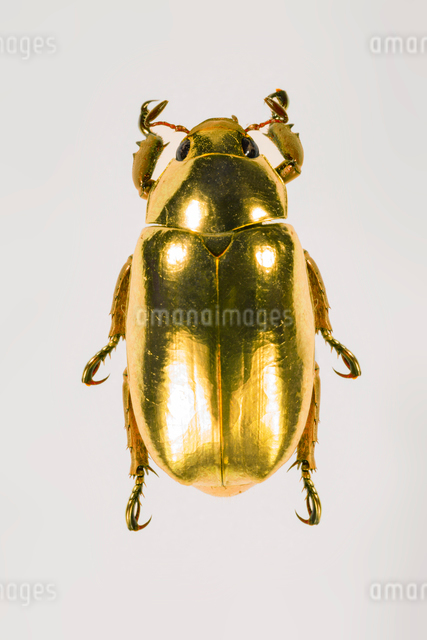 プラチナコガネの写真素材 [FYI03961569] | ストックフォトの Qlean