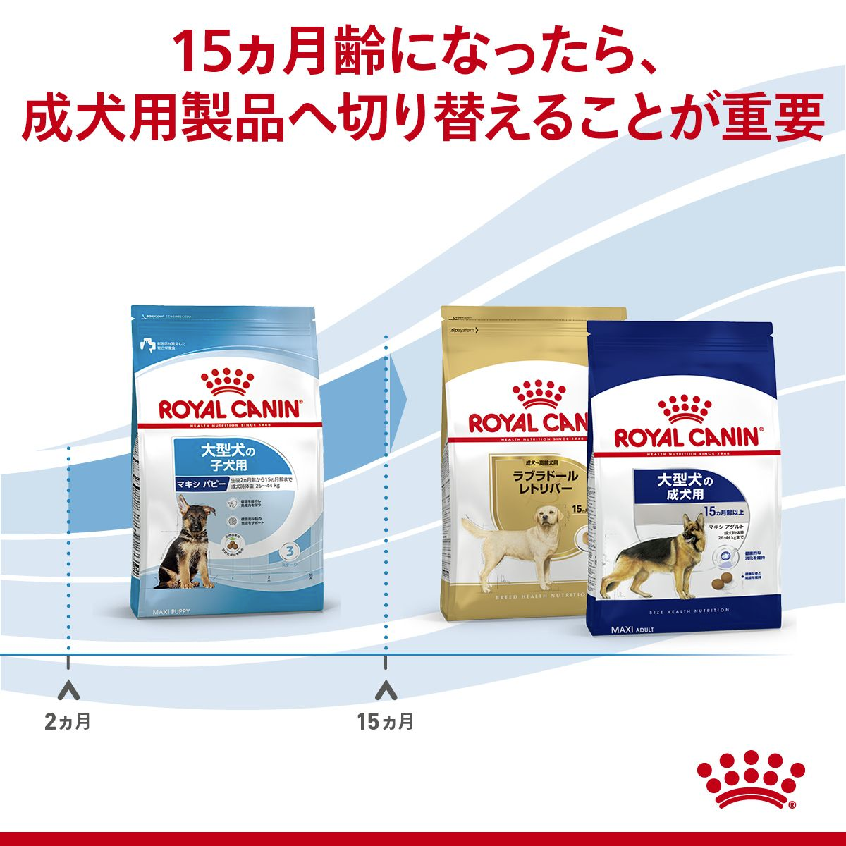 マキシ パピー (大型 子犬用 ドライ） | Royal Canin JP