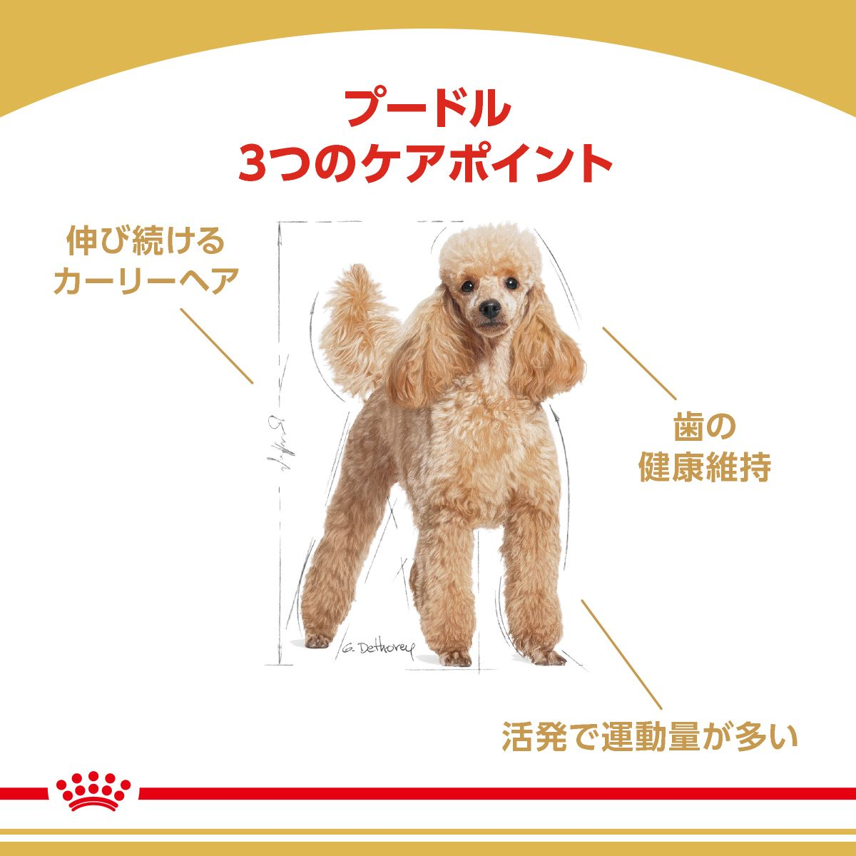 プードル （成犬用 ドライ） | Royal Canin JP
