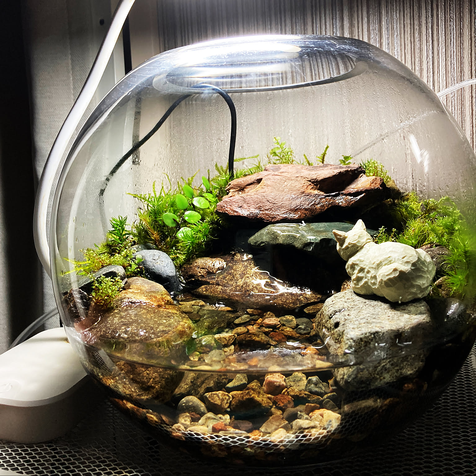 受注生産】イモリウム アクアテラリウム グラステラリウム 【受注生産