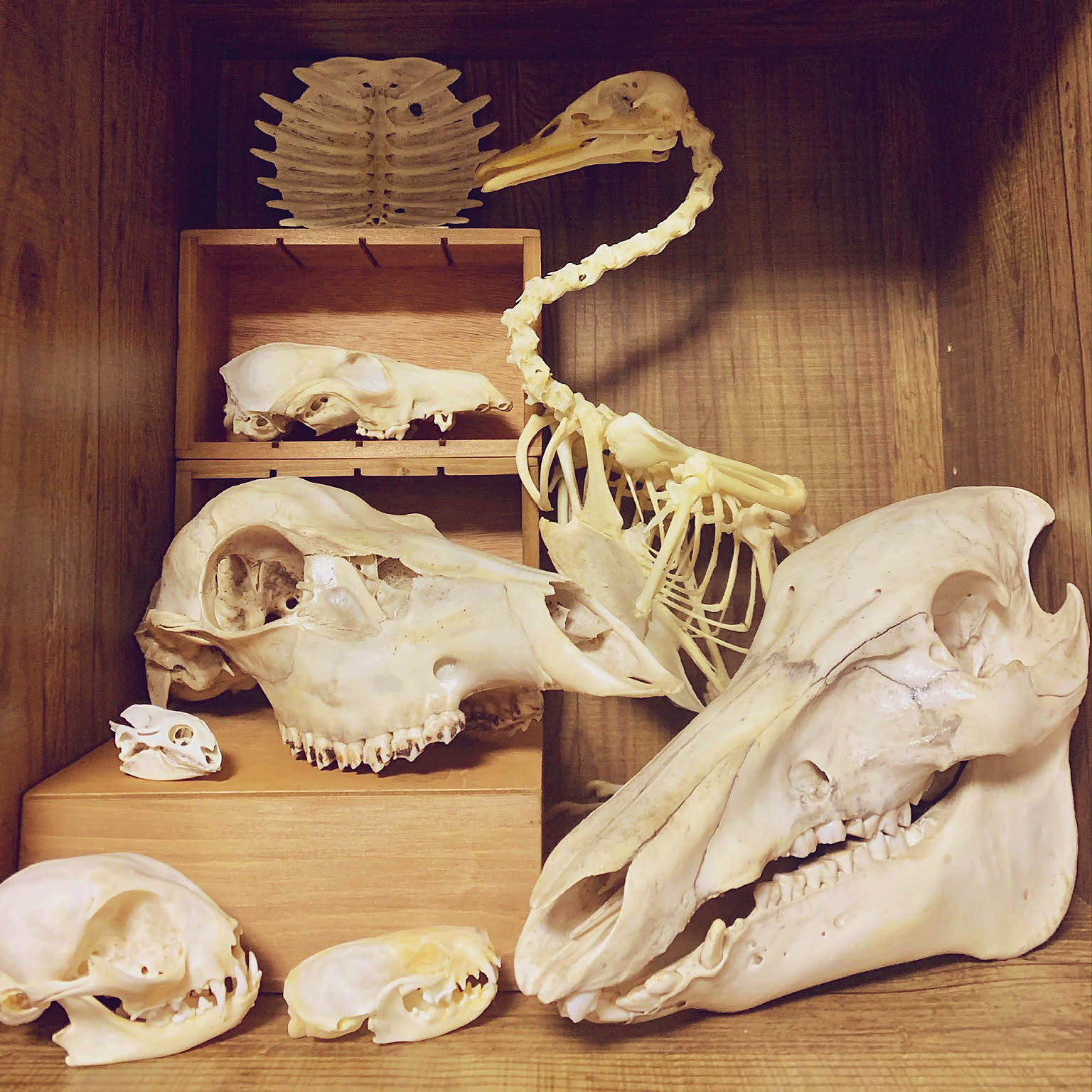 アンテロープ 頭骨 標本 インテリア装飾 アンテロープ 頭骨 標本