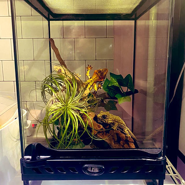 グラステラリウム 3030セット グラステラリウム3030 レイアウト セット