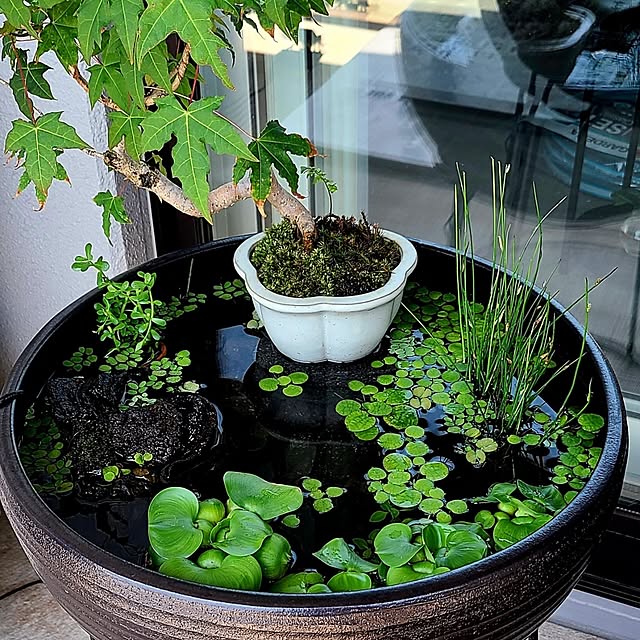 信楽焼 ブルーガラス 手作りメダカ鉢 49㌢水連鉢 ビオトープ めだか鉢