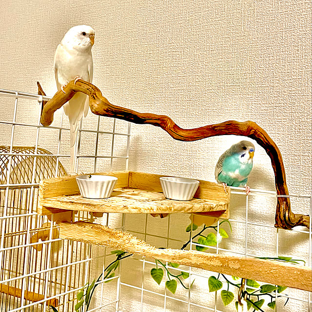 愛用していたインコです