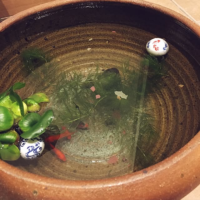 睡蓮鉢金魚のおすすめ商品とおしゃれな実例 ｜ RoomClip（ルームクリップ）