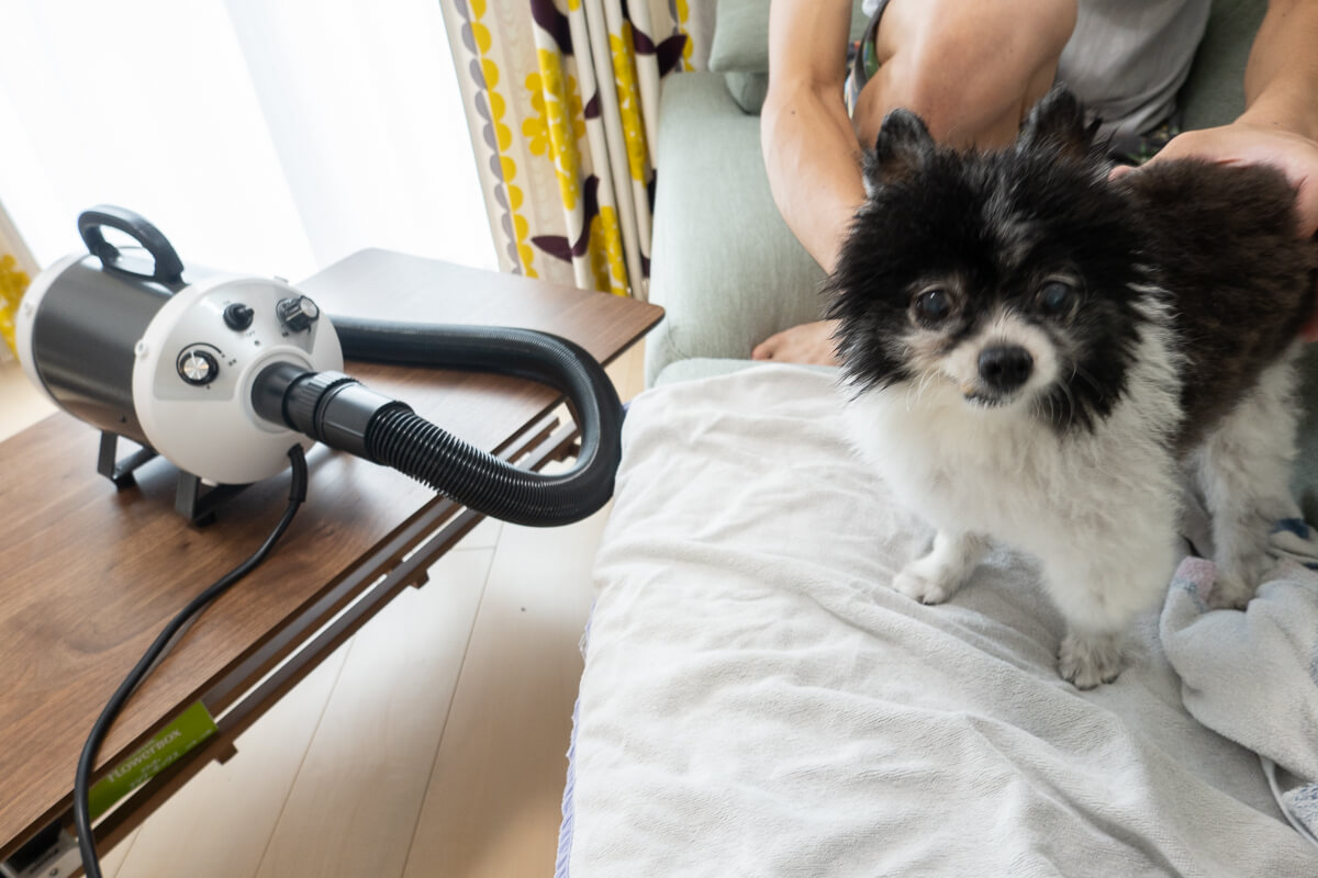 PSE適合品 犬 ドライヤー 強風 速乾 ペットドライヤー 業務用 100V