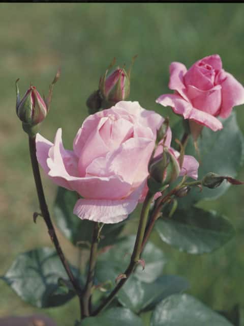 バラ レオナルド・デイル 【公式通販】