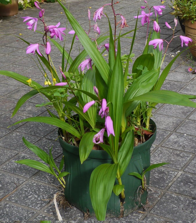 シラン（紫蘭） | 癒樹工房 (ゆうきこうぼう)