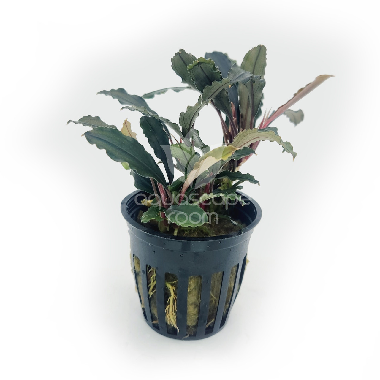 Bucephalandra sp. Theia for Sale Canada| Aquarium Plants in Canada