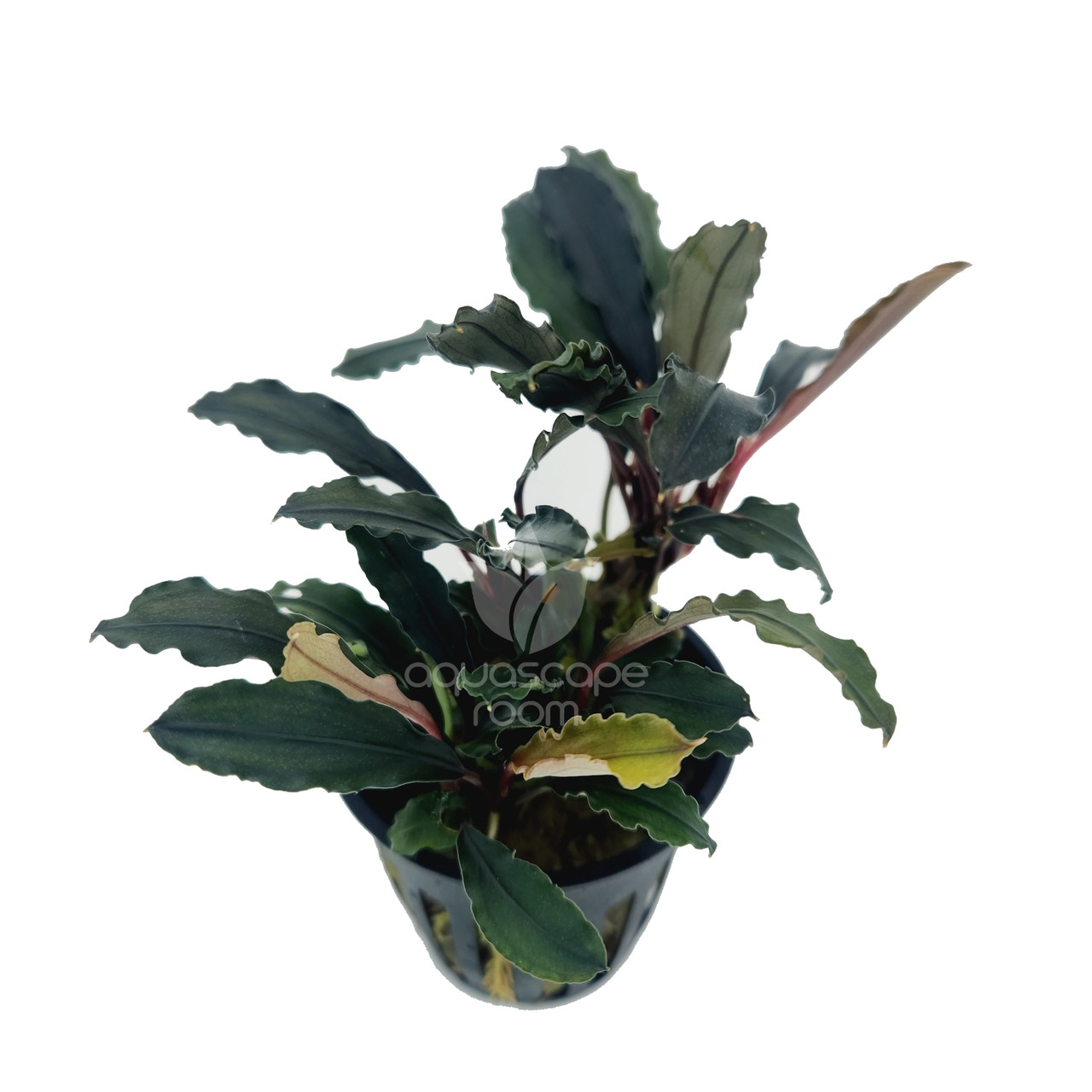 Bucephalandra sp. Theia for Sale Canada| Aquarium Plants in Canada