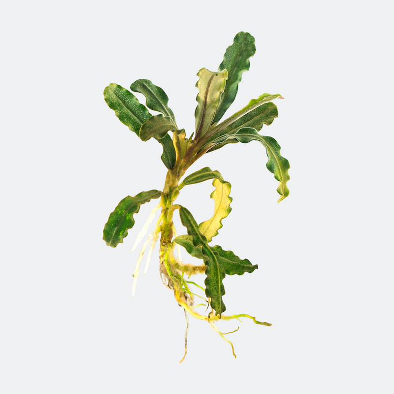 Bucephalandra Artemis