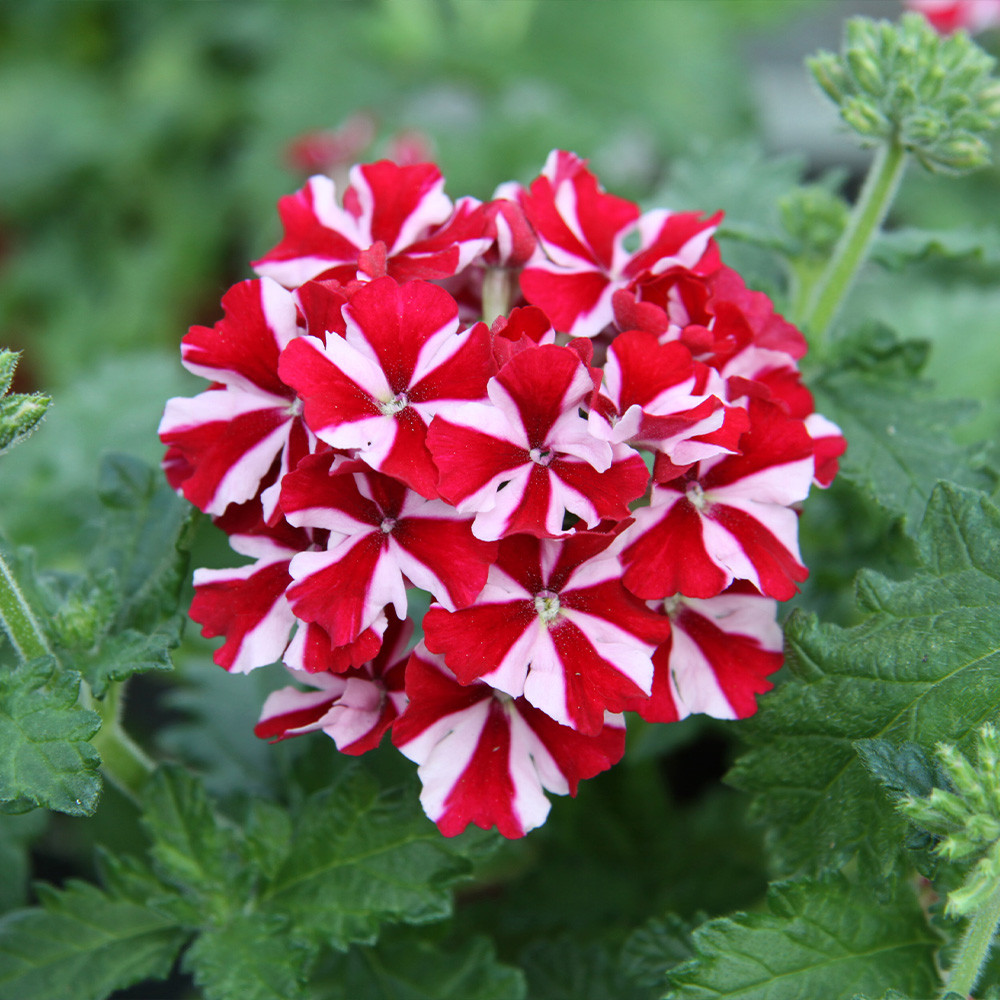 Shop Verbena Samira Collection from J. Parker's