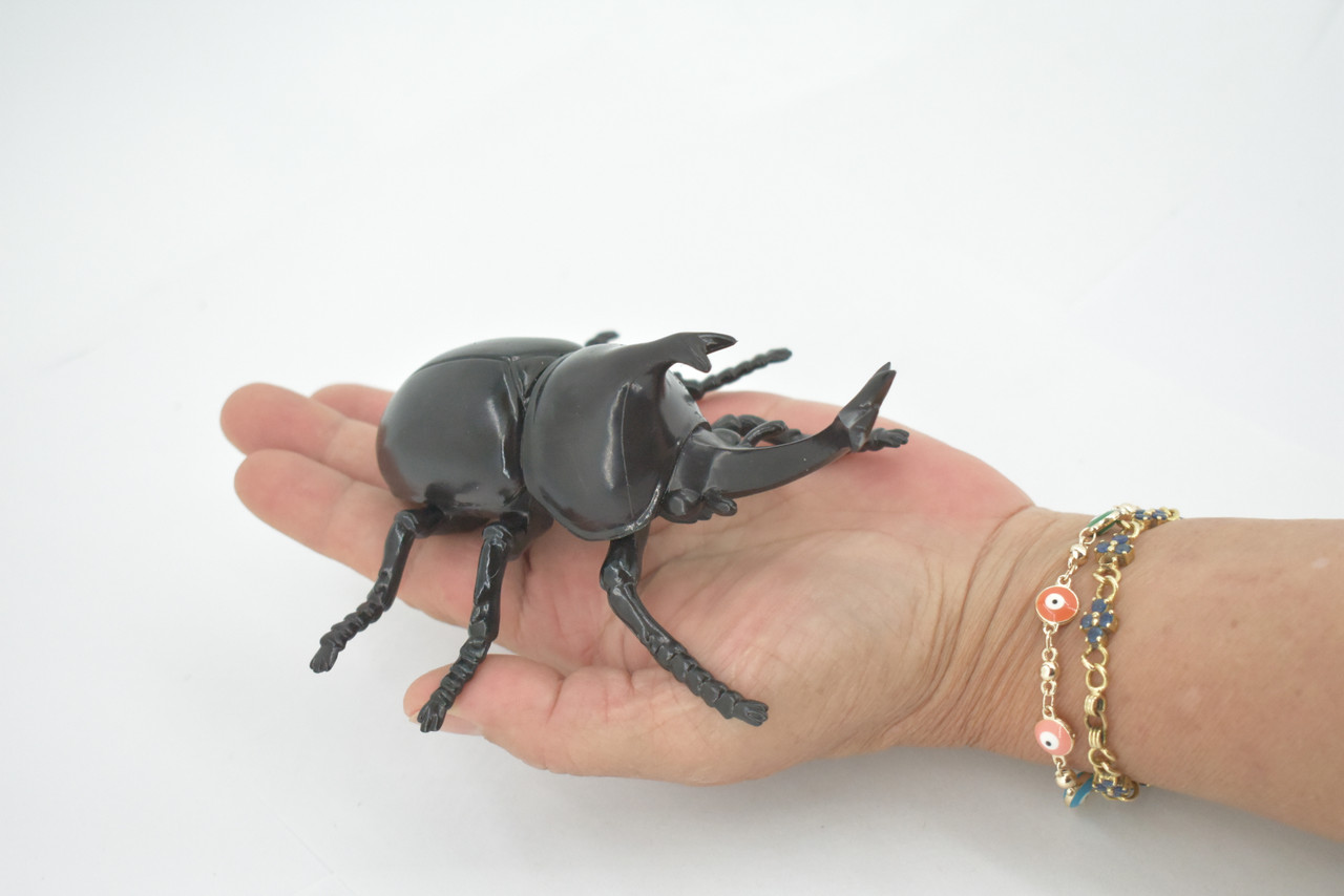 標本 Ethioia Compsocephalus k.werneri 35mm Ethioia Compsocephalus