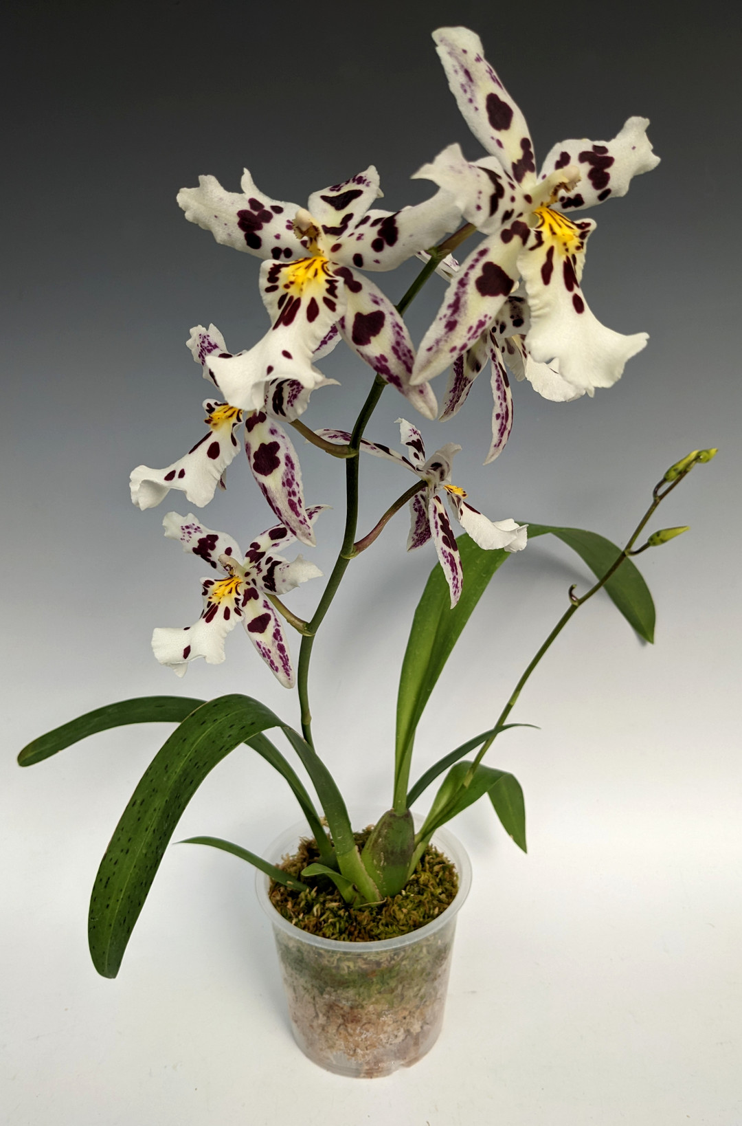 Aliceara Tropic Lily 'Hilo Spaceship' (Oncidium Nichirei Lilac x