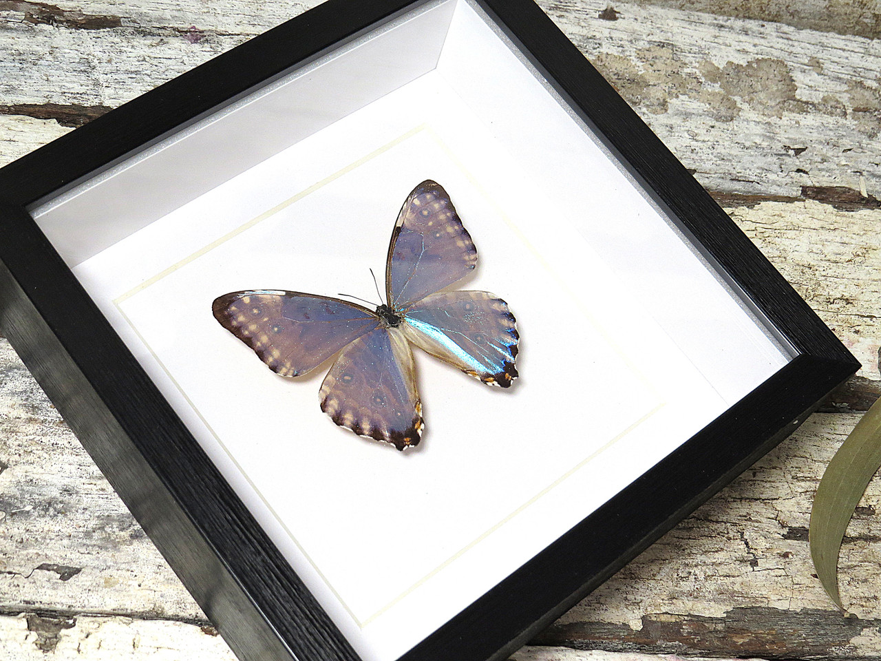 Morpho portis thamyris - Bits and Bugs