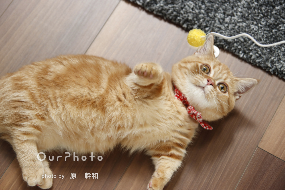 猫の状態を見ながら自然な写真」自宅で猫ちゃんのペット写真の撮影