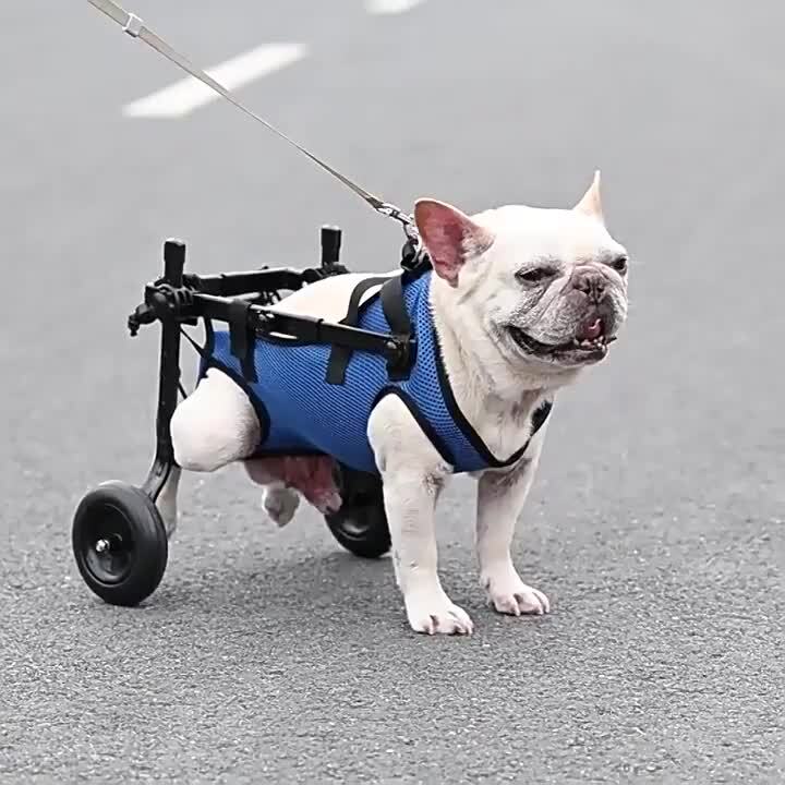犬用車いす 軽量設計 3段階調整 Amazon.co.jp: MIKEART 犬用車椅子 4輪