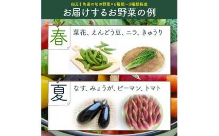 少量多品種】 四万十育ちの地採れ 野菜セット （6〜8種類）野菜 ／Qjs
