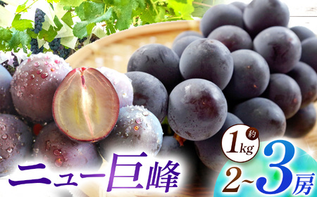 先行予約】【数量限定】宮内果樹観光園のニュー巨峰 約1kg ぶどう 2～3