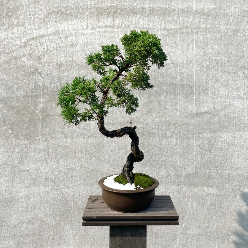 中野裕士 盆栽鉢 2025年最新】Yahoo!オークション -盆栽鉢 中野裕士の