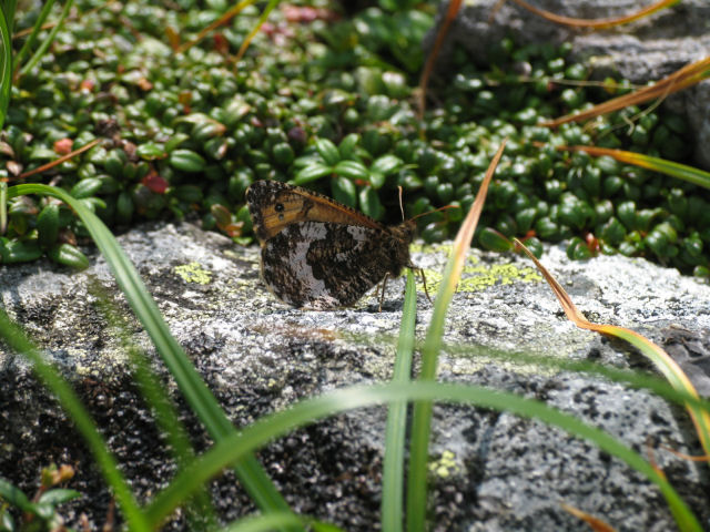 カ*ボ様 【国産蝶標本】タカネヒカゲ/長野県-富山県.鹿島槍産/41mm