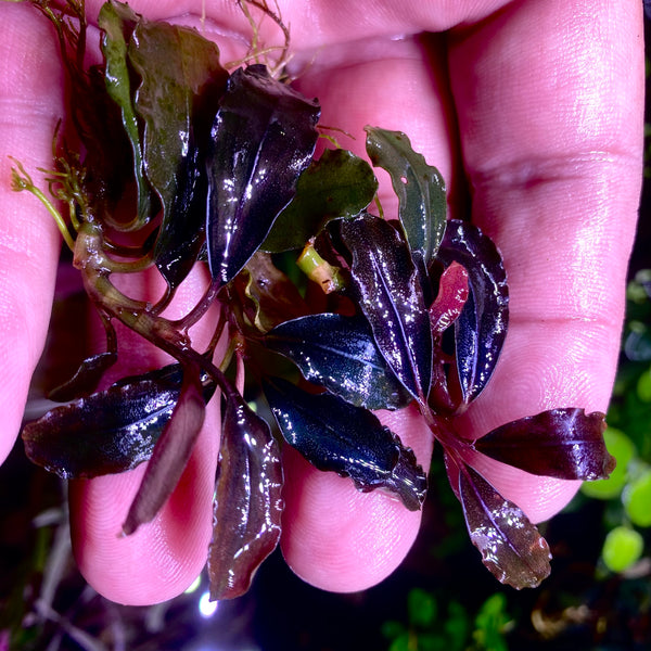 1E77B674-B14F-43A1-A267-