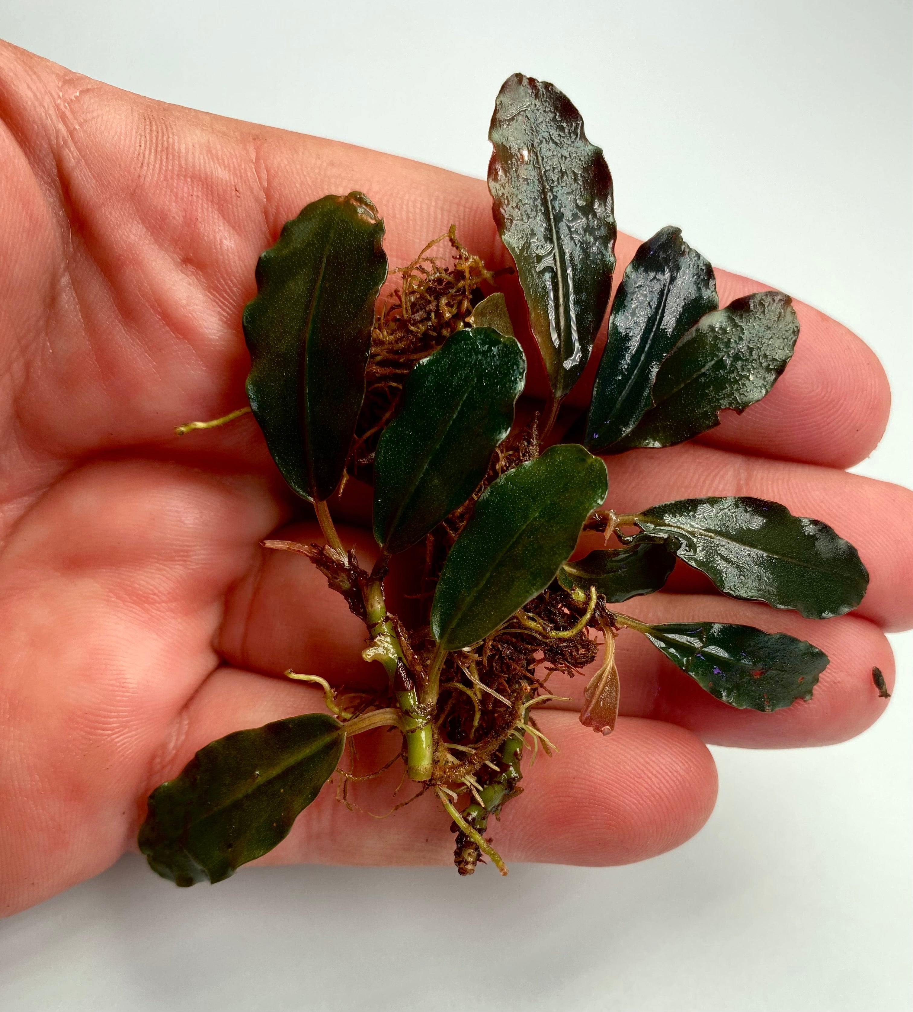 Bucephalandra Hellfire or hell fire – Chichi's Planted Dreams