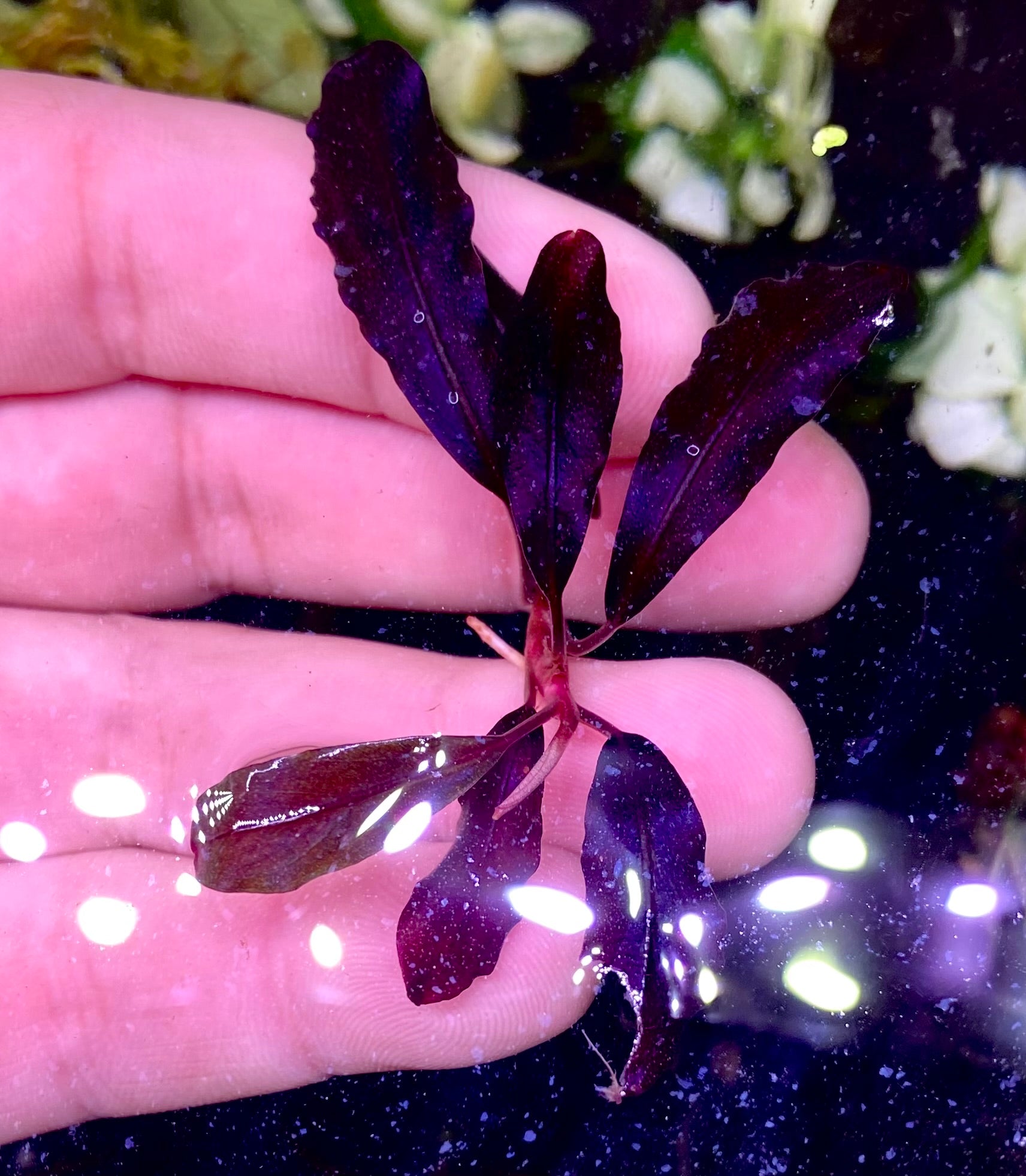 Bucephalandra Ghost 2011 – Chichi's Planted Dreams